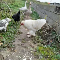 خروس سلطان زینتی|حیوانات مزرعه|سنگر, |دیوار