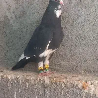 مینا کاکلی و زرد و سرخ