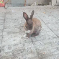 دوتا خرگوش سالم وسرحال