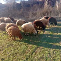 بره نر وماده|حیوانات مزرعه|سنندج, |دیوار