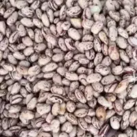 ثلوبیا چیتی درجه یک وعس خوب