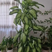 گل دیفن به همراه گلدان
