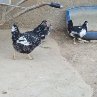 مرغ گلین شطرنجی با جوجه