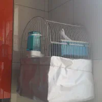 مرغ  عشق  آبی|پرنده|ری, دولتآباد|دیوار