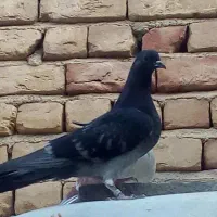 جوجه کفتر سبز پرشی ذات دار