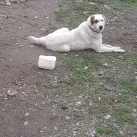 سگ افغان|سگ|گرگان, |دیوار