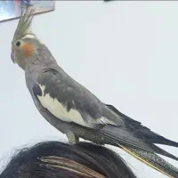 عروس هلندی گمشده