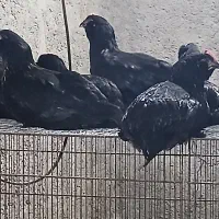 مرغ و خروس مرندی اصیل