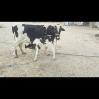 فروش گاو شیری