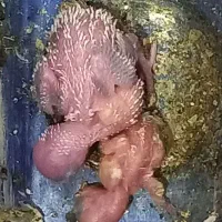 باسلام. چند تا پرنده بفروش میرسد