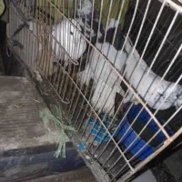 کفتر گره|پرنده|میناب, |دیوار