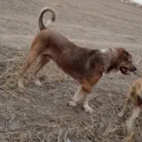 الابای|سگ|مینودشت, |دیوار