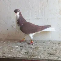 پرشی بشرط چاقو|پرنده|قزوین, |دیوار