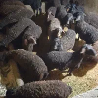 بره نر وماده  افشار