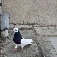 یک عدد کبوتر طوقی نر