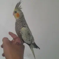 عروس هلندی دستی سخنگو