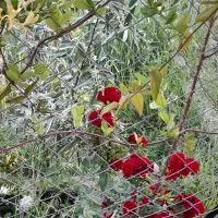 باغ و ویلا|فروش خانه و ویلا|مرند, |دیوار