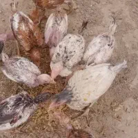 مرغ و خروس و جوجه لاری اصل|حیوانات مزرعه|هیرمند, |دیوار