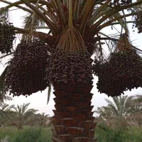 تخم علف محلی اصلی