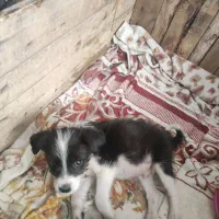 سگ پاکوتاه|سگ|سبزوار, شهرک ابوذر|دیوار