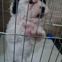 سگ پاکوتاه|سگ|مشهد, نوید|دیوار