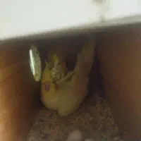 دو جفت عروس هلندی هر دو جفت با جوجه|پرنده|سبزوار, قلعهنو دهزار|دیوار