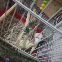 عروس هلندی جوجه|پرنده|نسیمشهر, |دیوار