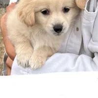 واگذاری اشپیتز پامر