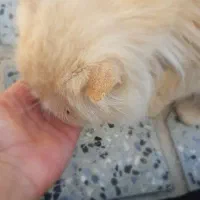 گربه پرشین کت ماده|گربه|تربت‌حیدریه, باغ سلطانی|دیوار