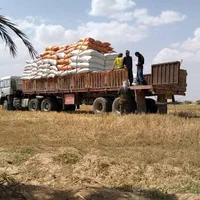 * کاه نیشکر خوراک دام ،کاه گندم دیم|لوازم جانبی حیوانات|میمه, |دیوار