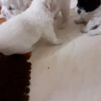 شیتزو بهمراه توله|سگ|خمینی‌شهر, |دیوار