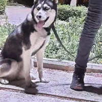 واگذاری ۲تا هاسکی ، شرایط با دقت خوانده شود|سگ|تهران, جمال‌زاده|دیوار