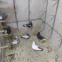 سینه|پرنده|شیراز, فرهنگ شهر|دیوار