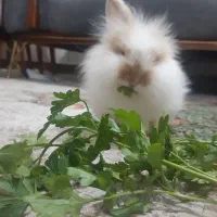 خرگوش ۲ماهه|موش و خرگوش|بندرعباس, |دیوار