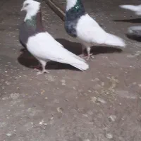 طوقی ،طوقی سرور ،هما،شازده