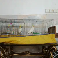 یک جفت عروس هلندی لوتینو