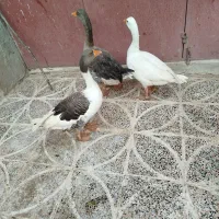 سه عددغاز