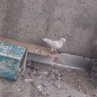 کفتر بومب فوری|پرنده|گلبهار, شهر جدید گلبهار|دیوار