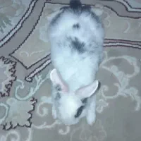 خر گوش