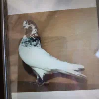 کفتر رفتنی جوجه دارد