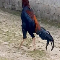 خروس اوشامو