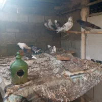 کبوتران پرشی خوش خال|پرنده|دابودشت, |دیوار