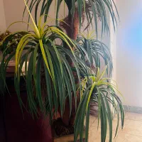 درختچه مصنوعی و گل|گل مصنوعی|بابل, |دیوار