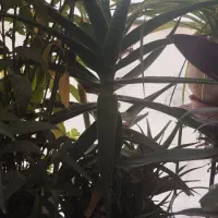 تموم گلها حراج واقعی|گل و گیاه طبیعی|فولادشهر, مسکن مهر فولادشهر|دیوار