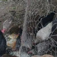 مرغ محلی تخم گذارروستاهای اطراف بم