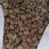 باقله فوق‌العاده پزا امسال