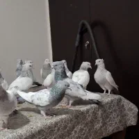 فروش سینه سبز آبی سوسنی مولد خوب درجه یک|پرنده|فیروزآباد (فارس), |دیوار