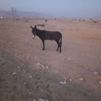 الاغ یا خر نر