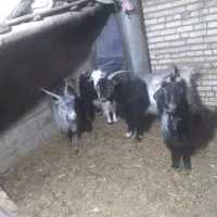 بز و گوسفند|حیوانات مزرعه|لالی, |دیوار