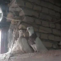 طوقی|پرنده|خمینی‌شهر, |دیوار